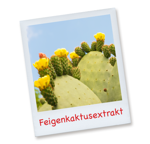 Abbildung eines Feigenkaktus, der pflanzliche Inhaltsstoff in Refluthin®, mit Blüte in der Natur