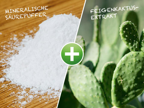 Darstellung der Inhaltsstoffe in Refluthin®: Carbonatpulver und Feigenkaktus-Scheinblätter